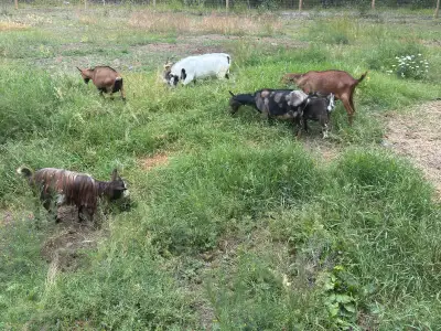 goats for sale, View more