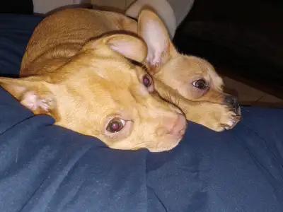These 2 boys are 5 months old, i need to rehome these 2 boys together. These brothers do not have sh...