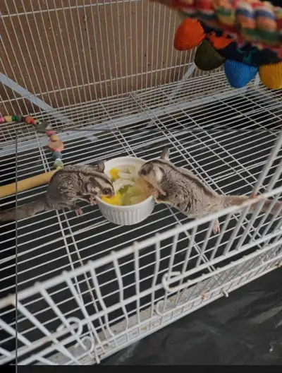 Both female,, joeys 8 months old And 4 months old Pm if your interested.