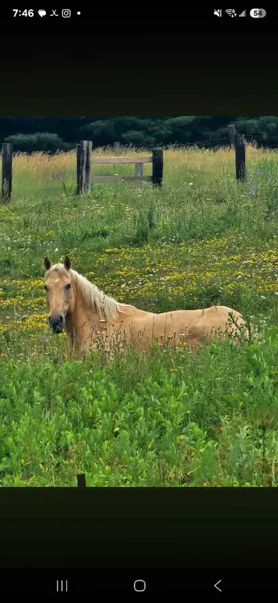 16 year old 15hh palomino quarter horse He is as bomb proof as they come. He lives a happy home with...