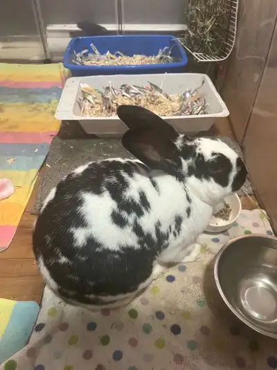 SOLD- rabbit with everything need gone ASAP!!!, View more
