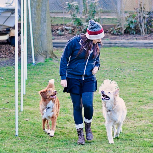 Dog walking available in North London, Strathroy & Mount Bridges in Animal & Pet Services in London