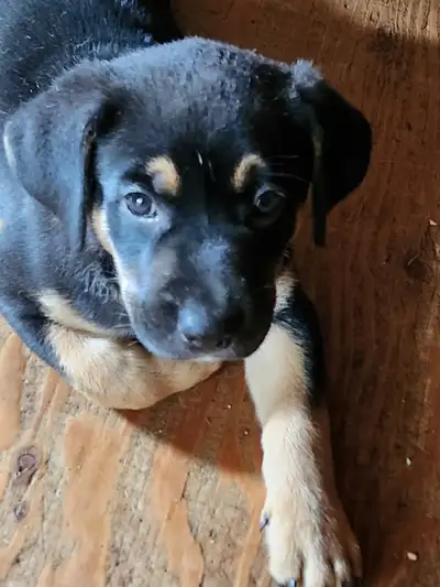 Rottweiler/Shepard Mix Puppies, View more