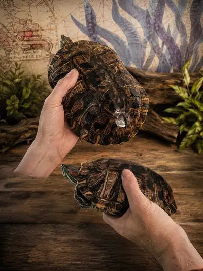 2 Female Red Ear Slider Turtles (Turtles Only) PU in Delhi,ON, View more