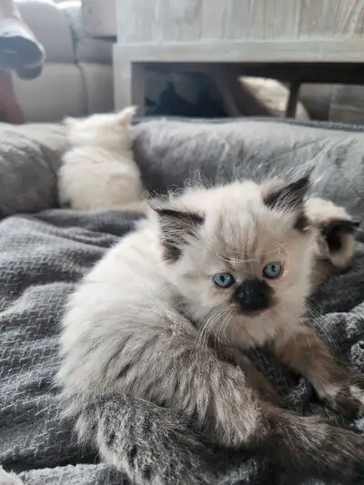 Himalayan ragdoll Kittens Ready for homes in less then 2 weeks!, View more