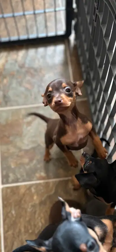 Miniature Pinscher Pups, View more