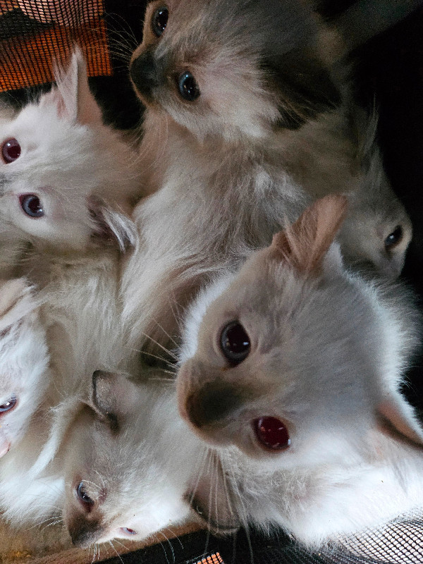 Hypoallergenic Balinese Kittens in Cats & Kittens for Rehoming in Markham / York Region - Image 2