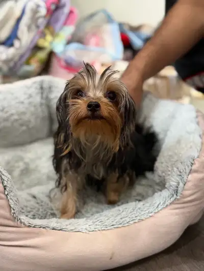 yorkshire terrier girl 5 month, View more