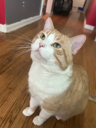 Affectionate & Talkative Cat Looking for a Loving Home, View more
