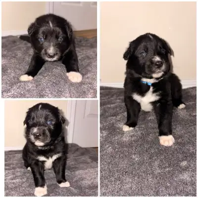 bordercollie puppies , View more