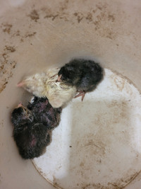 Bantam chicks for sale. 