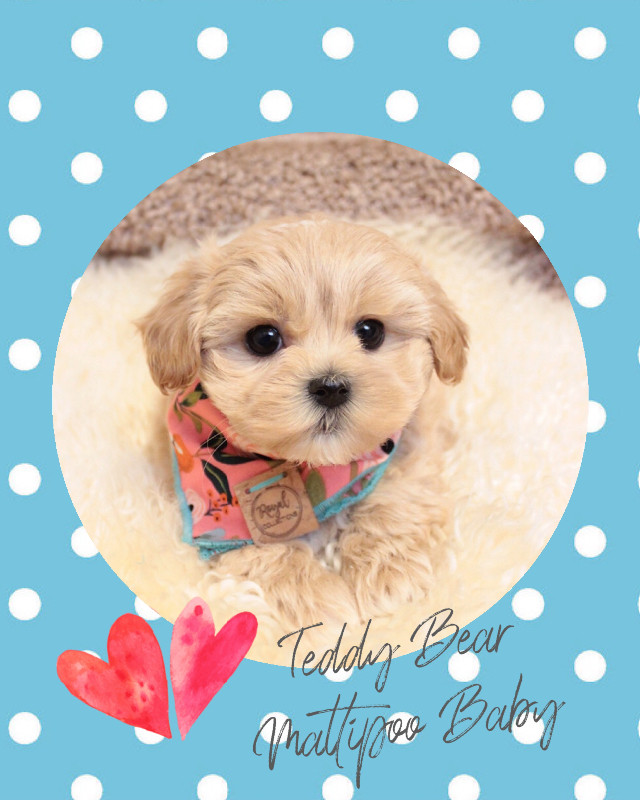 ❤️ TEDDY BEAR ❤️ Doll Face Toy Size Maltipoo Babies ❤️ in Dogs & Puppies for Rehoming in Delta/Surrey/Langley - Image 2