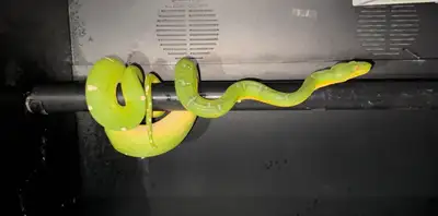 Emerald tree boa (captive female ), View more