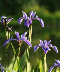 Pond plants: Iris versicolor - Blue Flag Iris