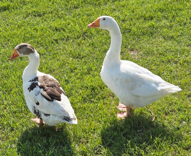 Geese Pair - Young Embden Mixed Goose and Gander - in Livestock in Saskatoon - Image 3