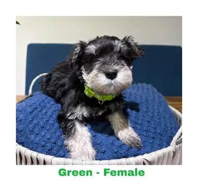 Purebred Miniature Schnauzer Puppies!, View more