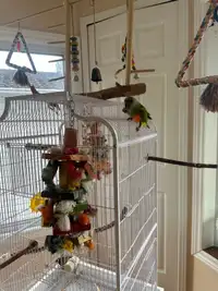 Senegal parrot 