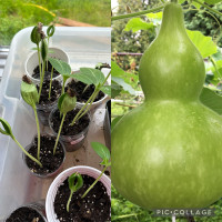 3  plants    in 1 pot bottle Gourd ( Calabash ) or Bầu hồ lô 
