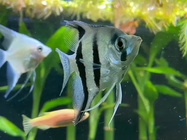 ANGEL FISH ANGELFISH - Pickering  in Fish for Rehoming in City of Toronto - Image 3