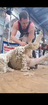 Alpaca and sheep shearing 