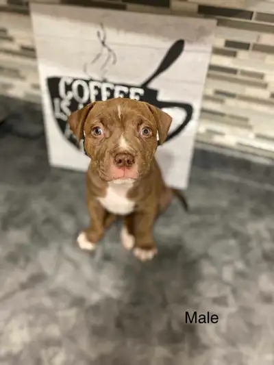Puppies ready to find their forever home Not vaccinated or dewormed Have been fed human food . they...