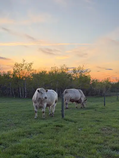Shorthorn Bulls For Sale, View more