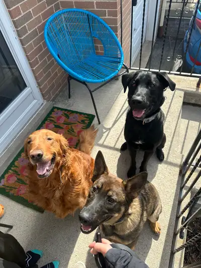  Puppy daycare and training.  CALM, structured home (Burlington), View more