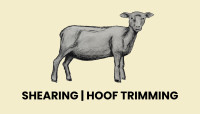 Sheep Shearing, Ottawa region and surrounding area