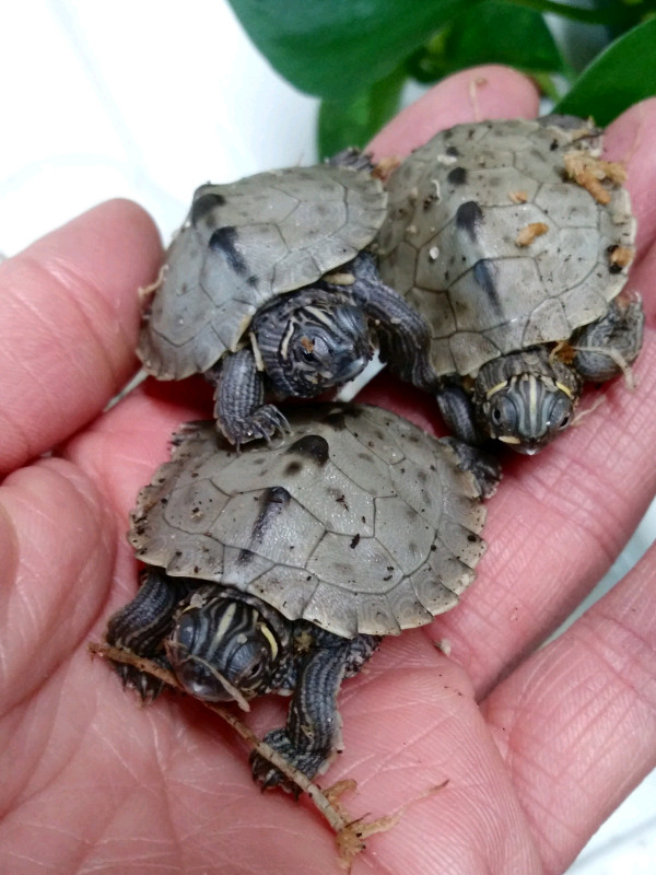 Baby false map turtles dans Reptiles et amphibiens à adopter  à Ouest de l’Île - Image 3