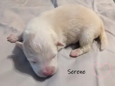 CBCA registered Blonde Border Collie puppies, View more