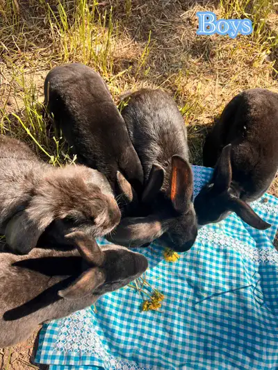Rabbits for sale, View more