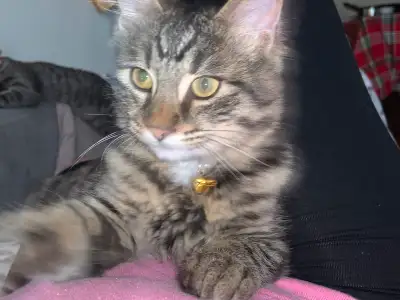 Grey 4 month old Kitten, View more