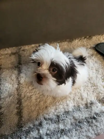 Cute and cuddly 4 pound shih-poo Comes with leash, food, bowls, leash, collar, toys and dog bed. She...