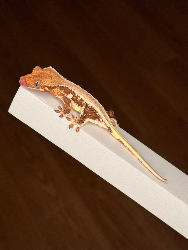 Crested Geckos 2-Pack LW’s Red & Yellow Ready To Fly! dans Reptiles et amphibiens à adopter  à Ville de Québec - Image 2