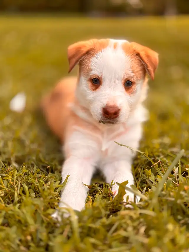Border Collie X puppies in Dogs & Puppies for Rehoming in Ottawa - Image 6