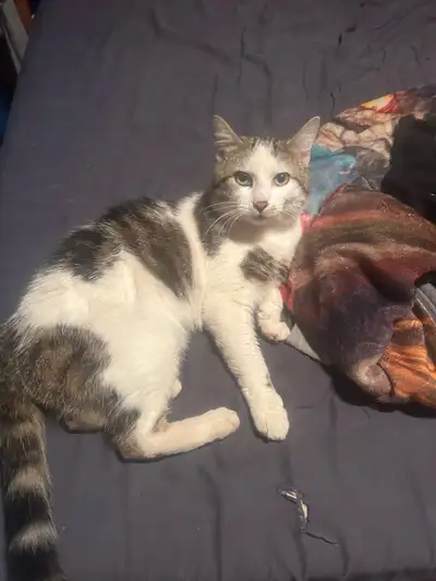 cat needs new home , View more