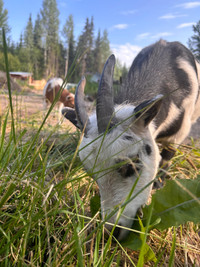 Goats needing a new home!