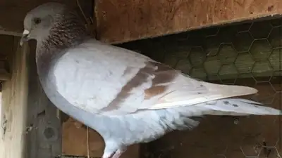 PIGEONS FOR SALE $80 Pickering, View more