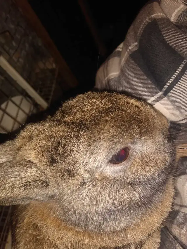 PUREBRED NETHERLAND DWARF BUNNIES in Small Animals for Rehoming in Windsor Region - Image 3