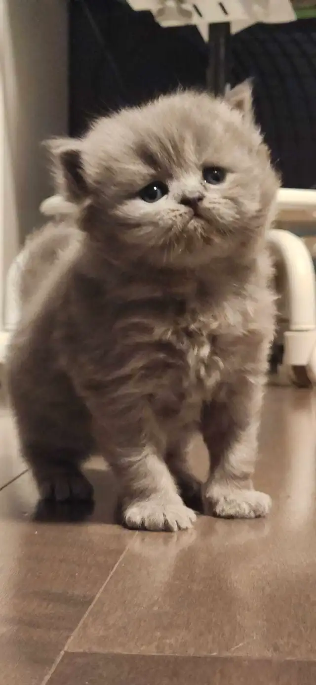 1 chaton/ 1 kitten in Cats & Kittens for Rehoming in Longueuil / South Shore - Image 8