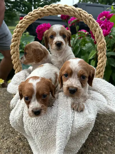CKC Registered Brittany Spaniel Puppies, View more