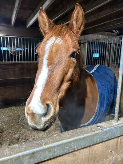 Beginner safe registered red dun. 14.3. Age 5. Beautiful. Rides English and western. Videos can be p...