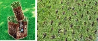 Aeration, Lawn Rolling, Dethatching and Fertilizing. in Lawn, Tree Maintenance & Eavestrough in Kitchener / Waterloo - Image 5