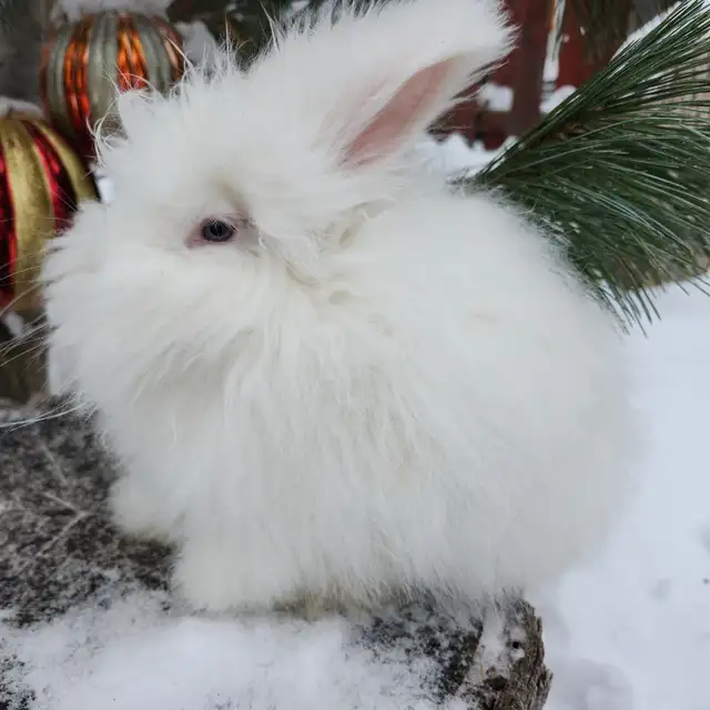 EXTRAORDINARY NETHERLAND DWARF, HOLLAND LOP,  ANGORA BUNNIES in Small Animals for Rehoming in North Bay - Image 11
