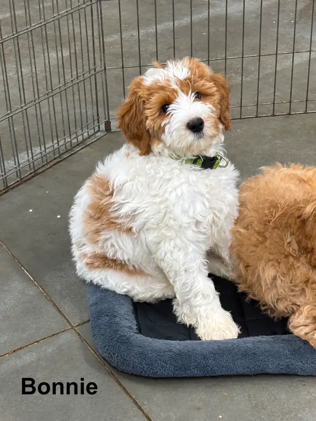 WAVENY GOLDENS - F1b Goldendoodles Ready to Go! in Dogs & Puppies for Rehoming in Strathcona County - Image 3
