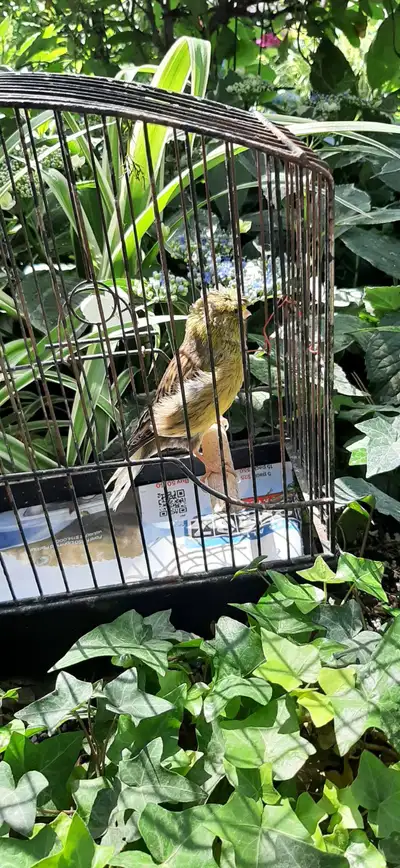 Portugeze elegant canary .Maltese canary, View more