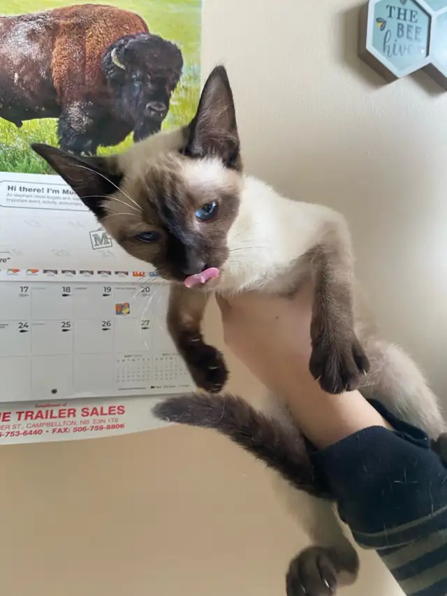 Purebred Siamese Kittens (M) - Ready to Go