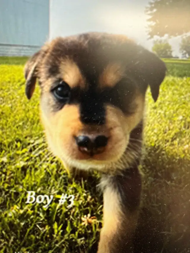 Rottsky Puppies For Sale in Dogs & Puppies for Rehoming in Leamington - Image 6