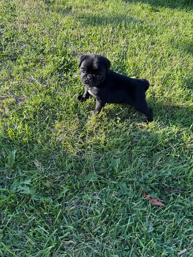 Purebred Pug Puppy 1  black female left ready to go now in Dogs & Puppies for Rehoming in City of Toronto - Image 5