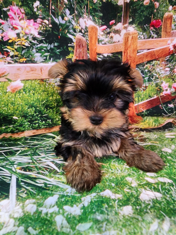 YORKSHIER TERRIER MALE PUPPY in Dogs & Puppies for Rehoming in Oshawa / Durham Region - Image 4